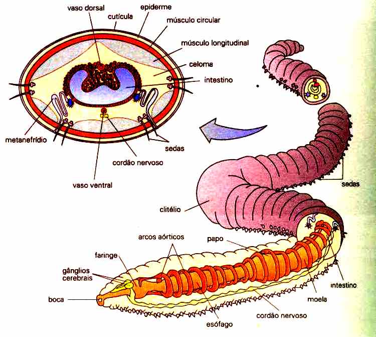 Earthworm Anatomy (Portuguese)