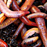 Worms By Allan Henderson